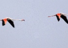 Flamingo's   J.Hoogeveen