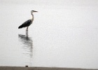 Blauwe reiger   J.Hoogeveen