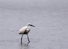 Kleine zilverreiger   J.Hoogeveen