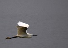 Kleine zilverreiger   J.Hoogeveen