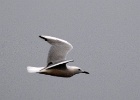 Dunbekmeeuw   J.Hoogeveen