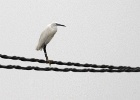 Kleine zilverreiger   J.Hoogeveen