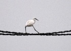 Kleine zilverreiger   J.Hoogeveen