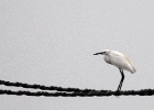 Kleine zilverreiger   J.Hoogeveen