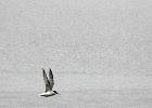 Dwergstern   J.Hoogeveen