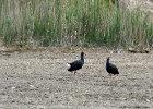 Purperkoeten   J.Hoogeveen