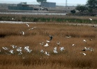 Reigers!   J.Hoogeveen