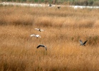 Reigers!   J.Hoogeveen