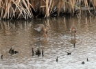 Grutto's   J.Hoogeveen