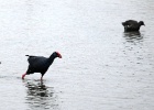 Purperkoet en waterhoen   J.Hoogeveen