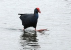 Purperkoet   J.Hoogeveen