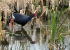 Purperkoet   J.Hoogeveen