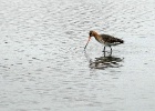 Grutto   J.Hoogeveen