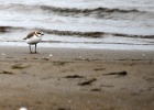 strandplevier   J.Hoogeveen
