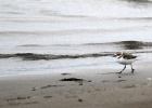 strandplevier   J.Hoogeveen