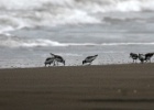 Drieteenstrandlopers   J.Hoogeveen