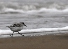 Drieteenstrandloper   J.Hoogeveen