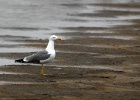 Geelpootmeeuw   J.Hoogeveen