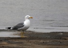 Geelpootmeeuw   J.Hoogeveen