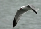 Audouinsmeeuw   J.Hoogeveen