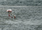 flamingo   J.Hoogeveen
