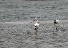 flamingo's   J.Hoogeveen