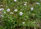 Strandviolier   J.Hoogeveen