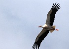 Ooievaar   J.Hoogeveen