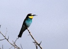Bijeneter   J.Hoogeveen