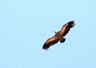 Vale gier   J.Hoogeveen