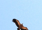 Vale gier   J.Hoogeveen