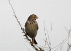Grauwe gors   J.Hoogeveen