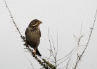 Grauwe gors   J.Hoogeveen