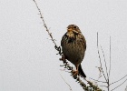 Grauwe gors   J.Hoogeveen