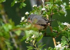 Baardgrasmus   J.Hoogeveen
