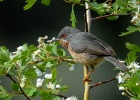 Baardgrasmus   J.Hoogeveen