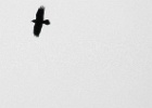 Raven   J.Hoogeveen