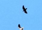 Aasgier en raaf   J.Hoogeveen