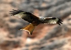 Rode wouw   J.Hoogeveen