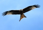 Rode wouw   J.Hoogeveen