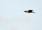 Zwarte wouw   J.Hoogeveen
