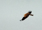Zwarte wouw   J.Hoogeveen