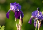 iris   J.Hoogeveen