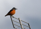 Rode rotslijster   J.Hoogeveen