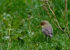 Orpheusspotvogel   J.Hoogeveen
