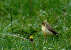 Orpheusspotvogel   J.Hoogeveen