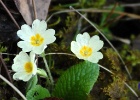 Stengelloze sleutelbloem   J.Hoogeveen