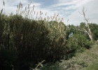 J.Hoogeveen