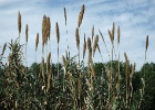 J.Hoogeveen