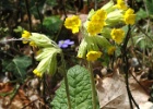 Slanke sleutelbloem   J.Hoogeveen
